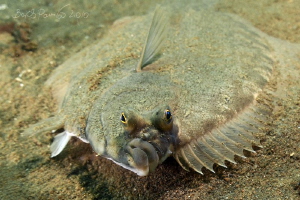 : )
flatfish by Boris Pamikov 